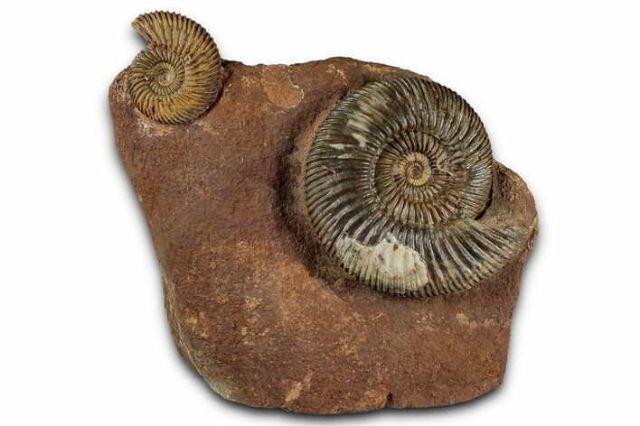 Jurassic Fossil Ammonite (Parkinsonia) Pair - Germany #357376